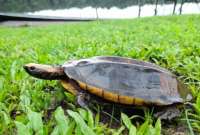 En lo que va del año 2023, setenta y cuatro animales han sido liberados en varias zonas de conservación en la provincia de Orellana.