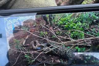 Ejército informó sobre dos cuerpos de guerrilleros del grupo “Comandos de Frontera” encontrados en Alto Punino. 