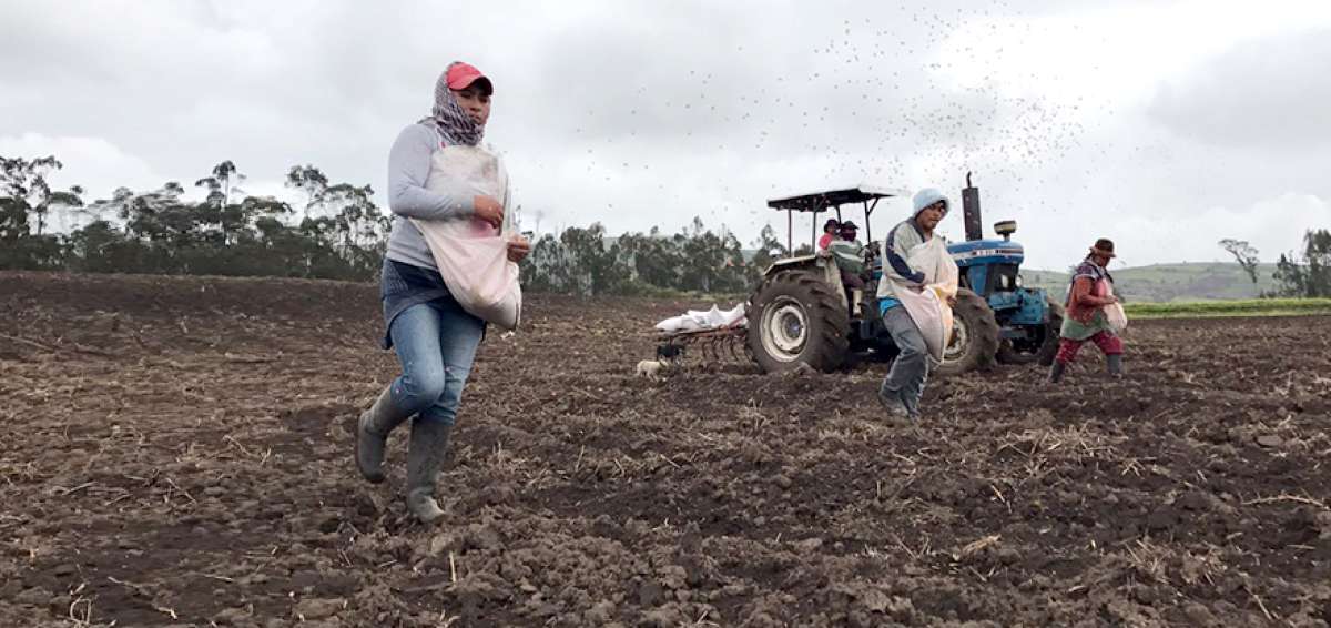 14 productores de Tungurahua integran plan Siembra Cebada