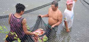Desde 2014, la Prefectura ha llegado con este proyecto a 10 cantones del Guayas con capacitaciones, piscinas, capital semilla, alevines y alimento.    