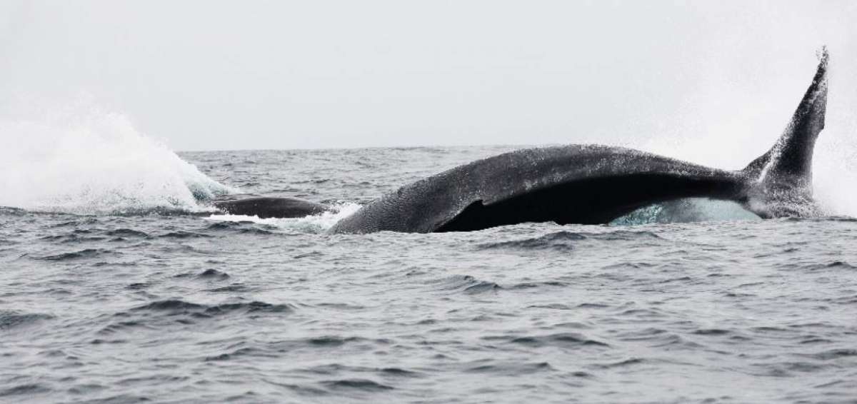 Las ballenas llegan todos los a&ntilde;os con el fin de aparearse o parir. Las c&aacute;lidas aguas ecuatorianas son el motivo de su largo viaje desde otros continentes.