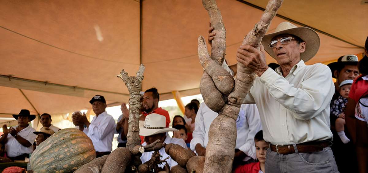 La Feria Agropecuaria de Rocafuerte mostr&oacute; su mejor producci&oacute;n de cacao, yuca, zapallo, ma&iacute;z y papaya. Tambi&eacute;n hubo gallos y caballos de paso fino.