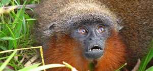 El mono tit&iacute; de Caquet&aacute; es una de la especies que est&aacute;n en riesgo de desaparecer por la eliminaci&oacute;n de su h&aacute;bitat.