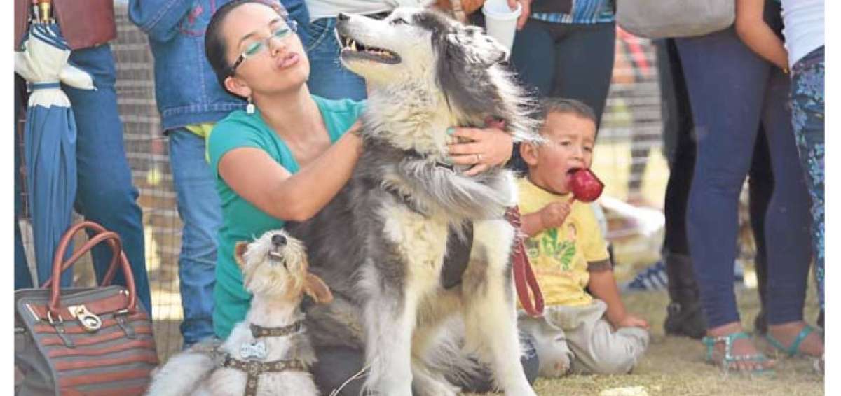 Animales de compa&ntilde;&iacute;a son atendidos v&iacute;a teleconsultas