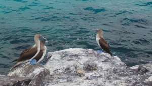 La Unesco eligi&oacute; a Gal&aacute;pagos como sede para conferencia global de reservas marinas