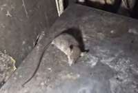 En la inspección incluso se halló a un ratón en el interior de una de las bodegas.