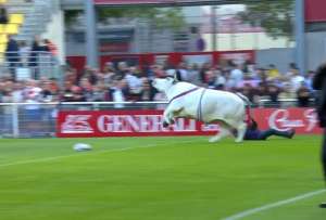 Un enorme toro desató el pánico al invadir una cancha de rugby en pleno partido