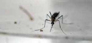 Tres casos de zika confirmados en Nueva York, entre ellos una embarazada