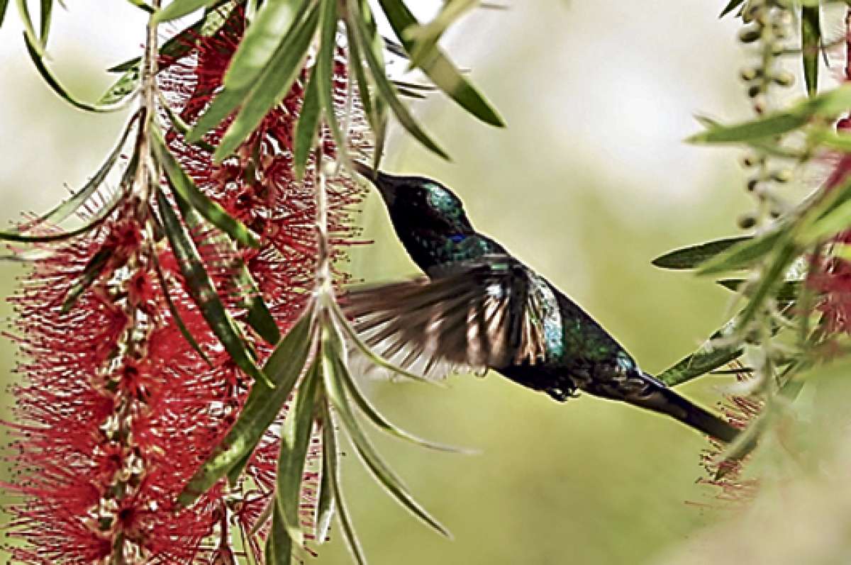 La capital azuaya tiene 13 rutas recomendadas para el avistamiento de aves