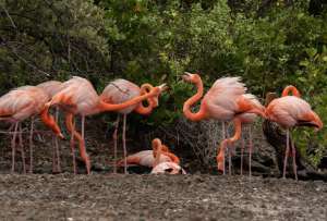 La población de flamingos se mantiene estable en las islas Galápagos. 