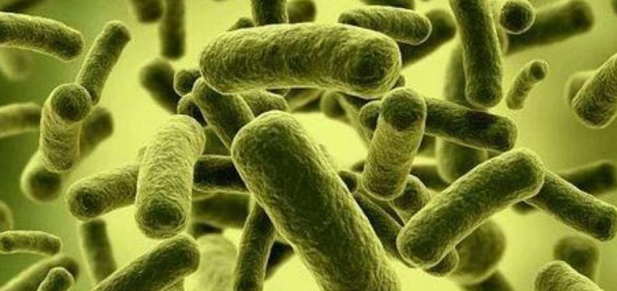 Un estudio advierte sobre bacterias resistentes a los antibi&oacute;ticos