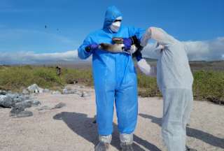 El Parque Nacional Galápagos reportó disminución de caso de influenza aviar. 