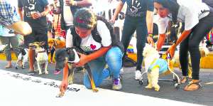 La p&eacute;rdida de una mascota puede generar depresi&oacute;n, por eso es importante vivir el duelo, seg&uacute;n los expertos. Archivo