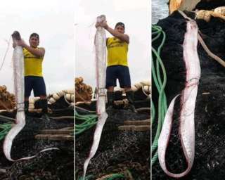 Un pez remo fue capturado cerca de las costas de Santa Elena. 