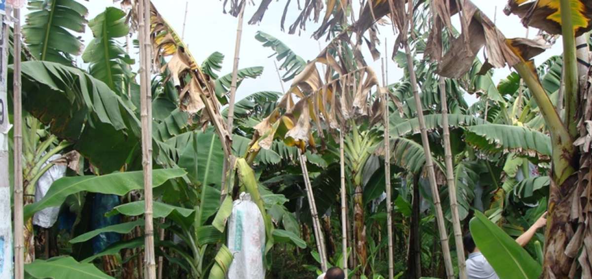 La plaga Fusarium Raza 4 preocupa a los bananeros
