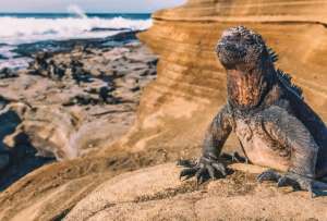 Reconocimiento mundial a Gal&aacute;pagos por unir conservaci&oacute;n, gobernanza y turismo sostenible