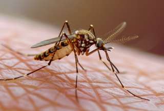 Cuatro casos de fiebre amarilla se han confirmado hasta el momento en Ecuador. 