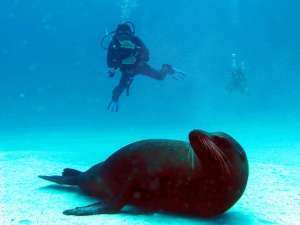 Las Islas Gal&aacute;pagos son reconocidas por su inmensa riqueza marina. Foto: Ministerio de Turismo