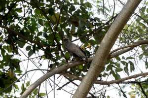 En la Santay existen 128 especies de aves, de acuerdo con el Plan de Manejo. El gavil&aacute;n caracolero es una de ellas. Los horarios en los que m&aacute;s se aprecian son de 06:00 a 11:00. Foto: William Orellana | El Tel&eacute;grafo