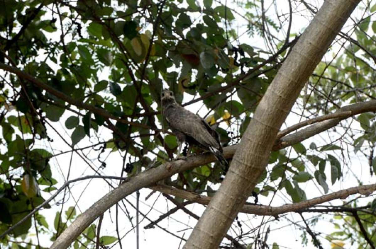 En la Santay existen 128 especies de aves, de acuerdo con el Plan de Manejo. El gavil&aacute;n caracolero es una de ellas. Los horarios en los que m&aacute;s se aprecian son de 06:00 a 11:00. Foto: William Orellana | El Tel&eacute;grafo
