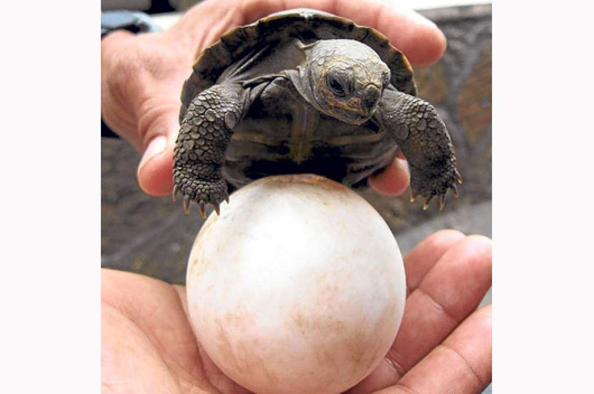 Grupo de 79 tortugas regresa a la isla Santiago de Gal&aacute;pagos   