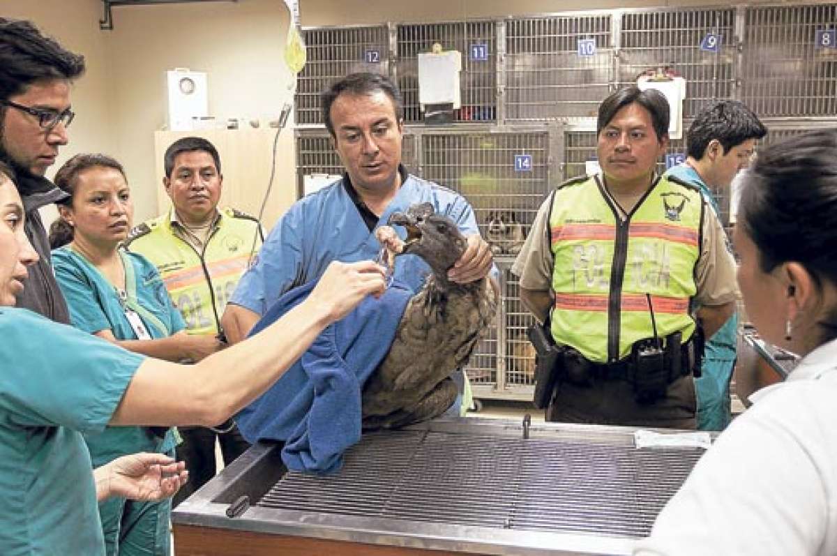 El &aacute;rea que ya est&aacute; lista tiene aproximadamente 1.200 metros cuadrados, una poza de agua y plantas nativas de la zona. Foto: Cortesia.