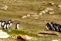 El encuentro de dos grupos de pingüinos.