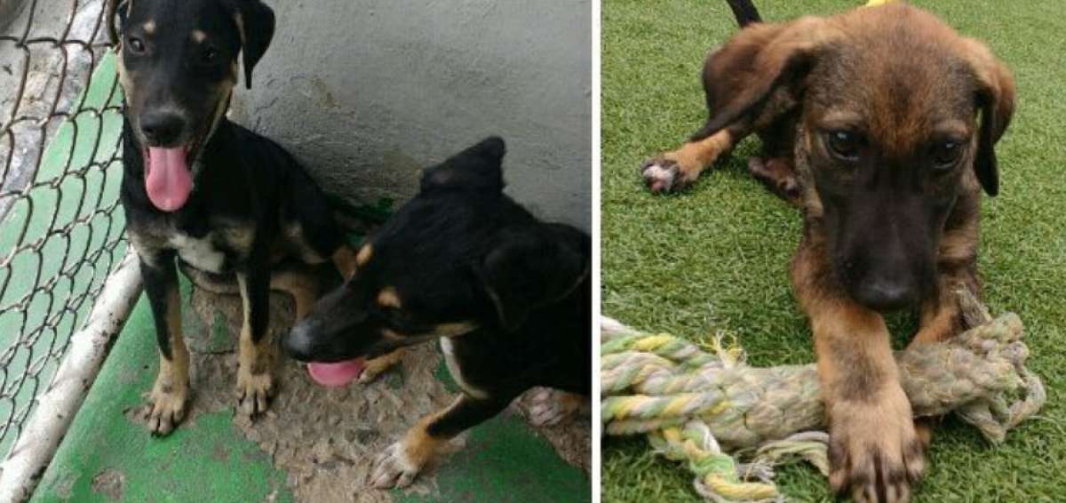 Aqu&iacute; posan tres perritos que estar&aacute;n en adopci&oacute;n en el Parque Samanes. 