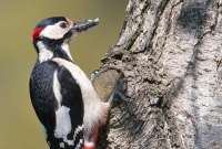 Pájaro carpintero llenó un cuarto entero con bellotas