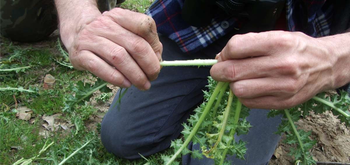 La publicaci&oacute;n recoge datos de plantas medicinales de localidades como Arosemena, Tola, Tena, Archidona, Quijos y El Chaco.