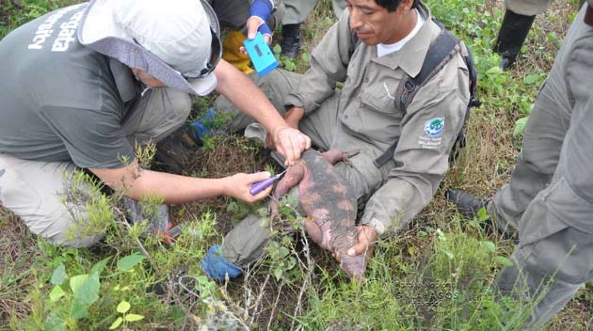 Los cient&iacute;ficos y guardaparques monitorean la poblaci&oacute;n de iguanas rosadas en zonas aleda&ntilde;as al volc&aacute;n Wolf, en la isla Isabela, en Gal&aacute;pagos. Cortes&iacute;a