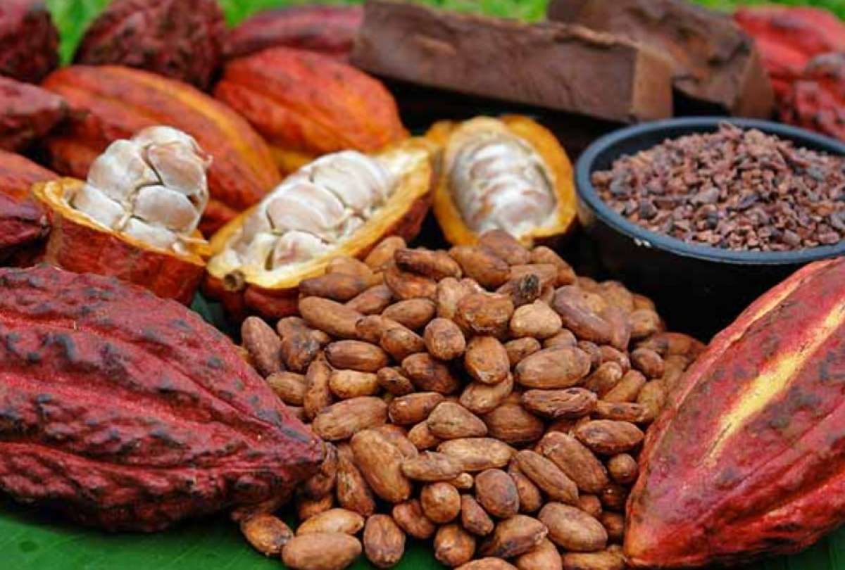 Estudio confirma que Ecuador es el origen productivo del cacao