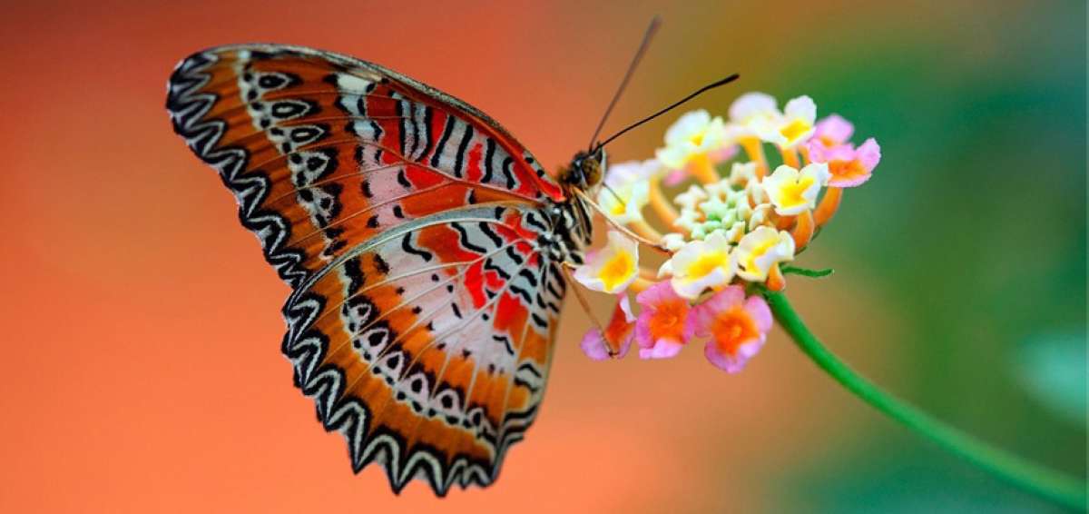 10 mil millones de insectos hay por km2
