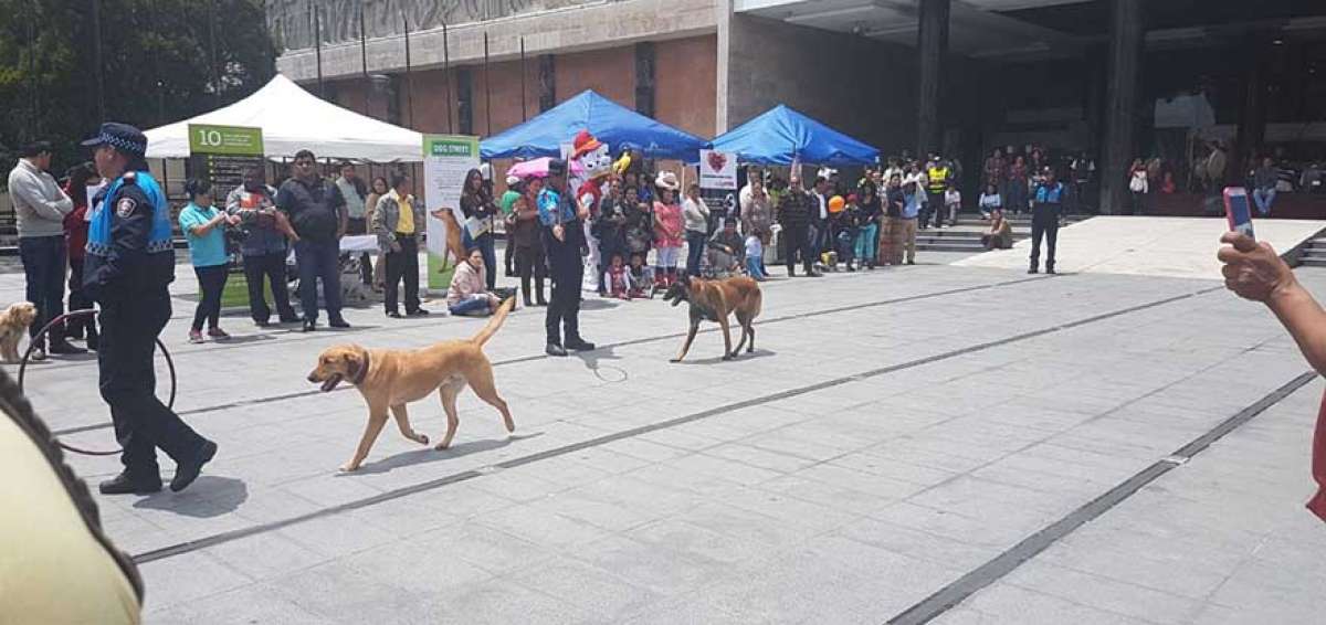 En el ingreso principal de la Asamblea Nacional se desarroll&oacute; ayer un acto para concienciar a la sociedad sobre el respeto que merecen los animales.