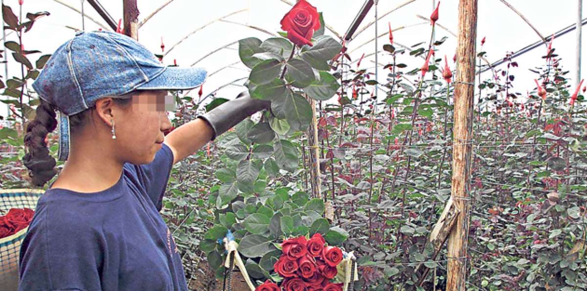 En las fincas floricultoras es com&uacute;n que quienes laboran como eventuales abandonen su puesto sin previo aviso, generando tr&aacute;mites para el patrono. Foto: Archivo / El Tel&eacute;grafo