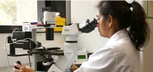 La bacteria wolbachia ser&aacute; utilizada para prevenir la propagaci&oacute;n de los virus del dengue, zika y chikungu&ntilde;a, responsables de la transmisi&oacute;n de enfermedades epid&eacute;micas en Baja California Sur, estado del noroeste de M&eacute;xico.