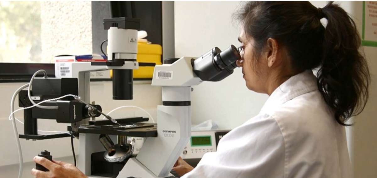 La bacteria wolbachia ser&aacute; utilizada para prevenir la propagaci&oacute;n de los virus del dengue, zika y chikungu&ntilde;a, responsables de la transmisi&oacute;n de enfermedades epid&eacute;micas en Baja California Sur, estado del noroeste de M&eacute;xico.