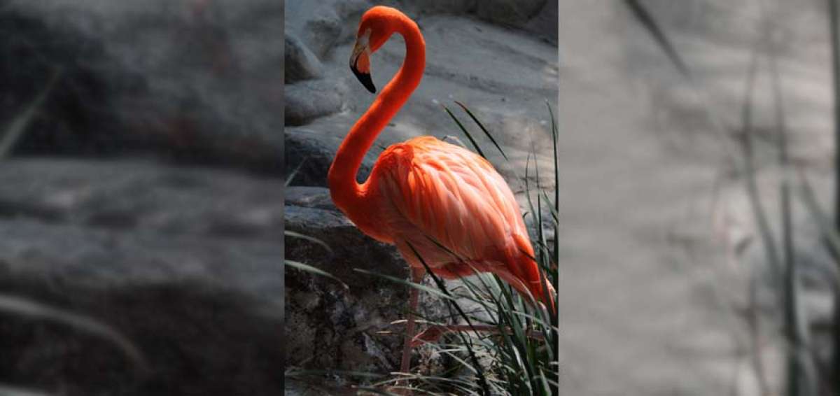 Estas aves se caracterizan por alzar el vuelo en bandada. Son llamativas por su plumaje rosa; se encuentran en zonas tropicales. Su ciclo de vida oscila entre 20 y 30 a&ntilde;os.