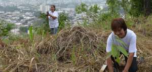 En el &aacute;rea de Cerro Para&iacute;so, que el a&ntilde;o pasado result&oacute; afectada por un incendio forestal, se plantaron especies nativas. Solo esta zona recibi&oacute; 2.000 &aacute;rboles.