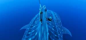 Los cient&iacute;ficos le pusieron un dispositivo de rastreo al tibur&oacute;n ballena.
