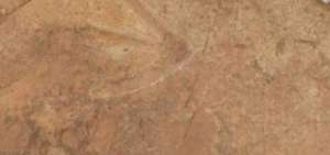 Huellas de un nuevo y gigantesco dinosaurio fueron encontradas en &Aacute;frica