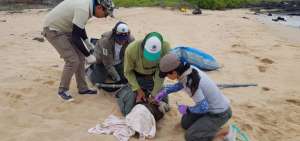 Retiran cuerdas de los cuellos de dos lobos marinos en Gal&aacute;pagos