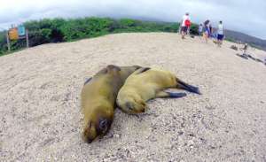 En San Crist&oacute;bal, los lobos marinos tienen su hogar