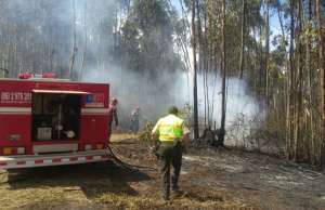 En Carchi, incendio forestal lleva casi 30 horas en bosque de eucalipto