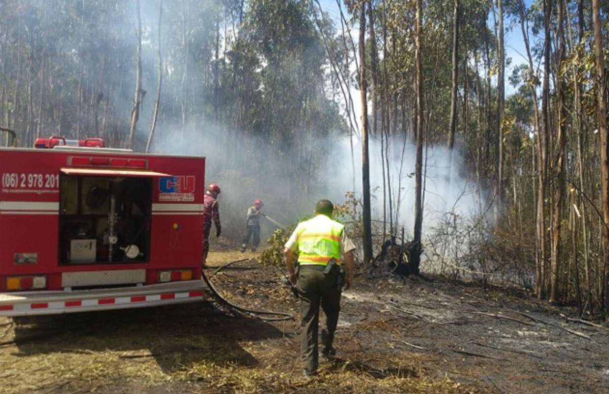 En Carchi, incendio forestal lleva casi 30 horas en bosque de eucalipto
