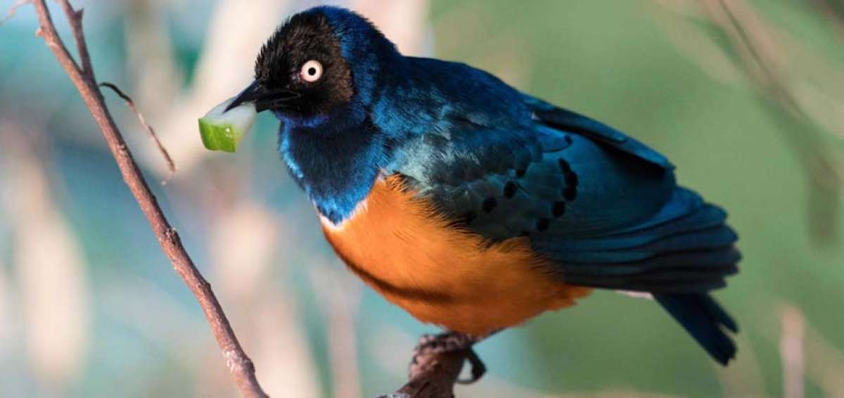 La caza amenaza a los animales que habitan en las regiones tropicales