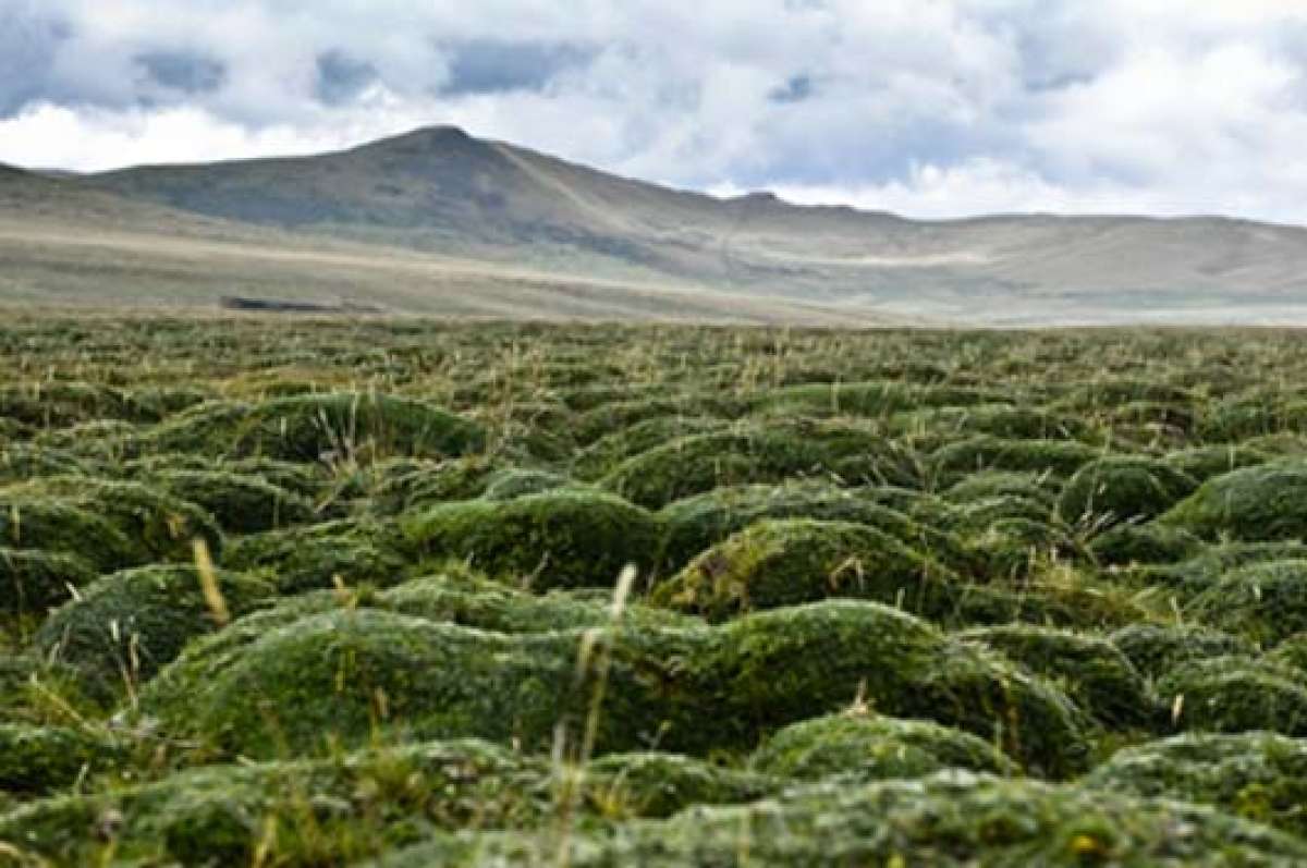 Las almohadillas del p&aacute;ramo almacenan agua, la regulan y la distribuyen a trav&eacute;s de canales subterr&aacute;neos hasta las vertientes de los r&iacute;os. As&iacute; se inicia el recorrido del l&iacute;quido. Foto: Andr&eacute;s Darquea | El Tel&eacute;grafo