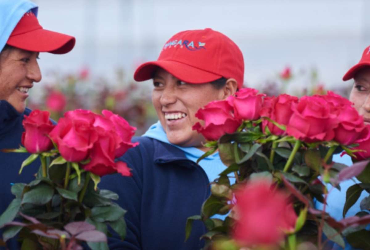 Un millón de rosas ecuatorianas llegaron frescas a Shanghái para las celebraciones del Día de San Valentín chino.