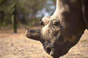 Los cuernos de este animal son muy apreciados en el continente africano por sus supuestos beneficios en la salud. Fotos: AFP