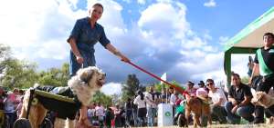 En Cuenca los animales de la calle son rescatados por dos fundaciones que velan por su estado.